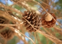 menorca_pinecone