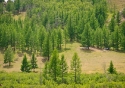 Yaks grazing on the lush grasses of Terelj