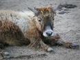 Yak in repose