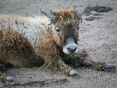 Yak in repose