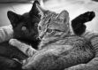 Frittens of the World – volume two